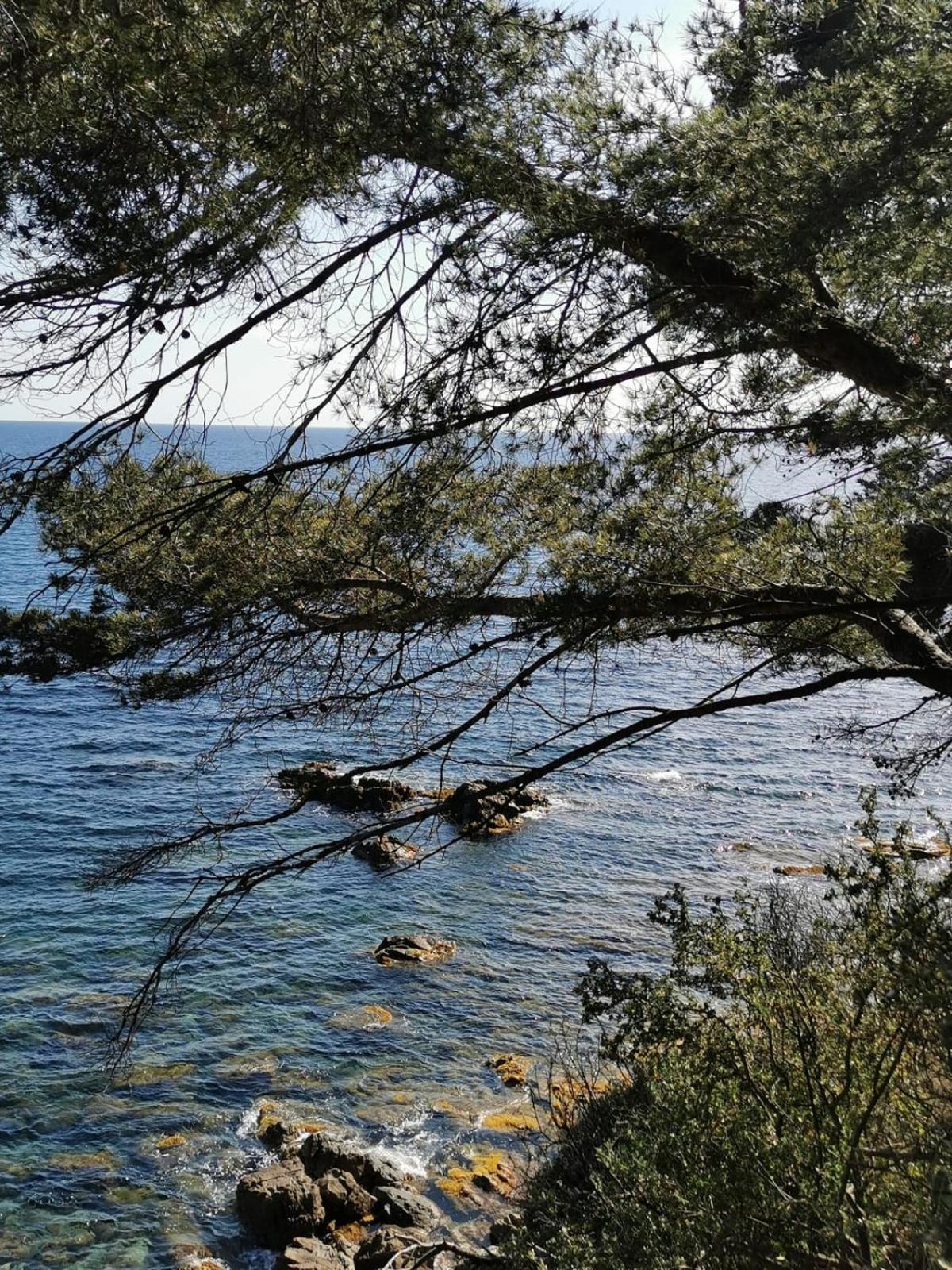 Petit Paradis - St Mandrier Village Saint-Mandrier-sur-Mer Eksteriør bilde